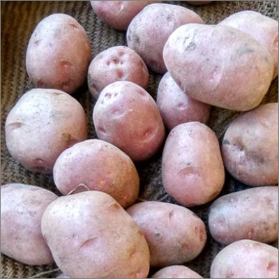 Organic Lady Rosetta Potatoes