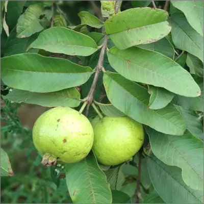 Fresh Fruits