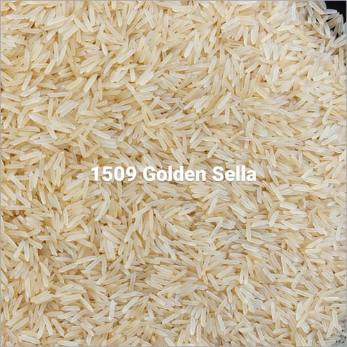 1509 Golden Sella