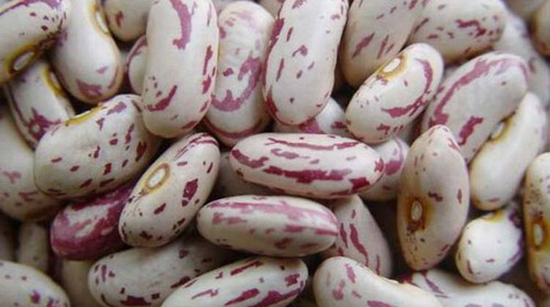 Speckled Sugar Beans