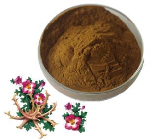 Harpagophytum procumbens extract (Devils Claw Extract)