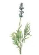 Lavandula officinalis extract (Lavandula vera extract  or Lavandula angustifolia extract)