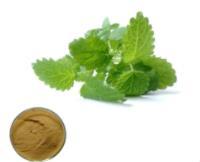 Melissa officinalis extract (Lemon balm extract   Melissa extract)