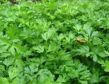 Petroselinum sativum extract (Parsley extract)