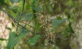 Smilax aspera extract (Common Smilax extract)