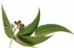 Eucalyptus extract (Eucalyptus globulus extract)