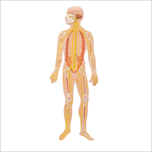 Anatomical Models Nervous System