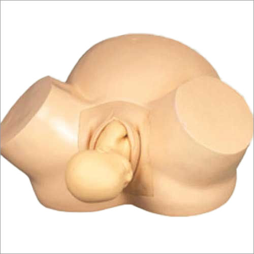 Skin Anatomical Midwiefery Training Simulator Models