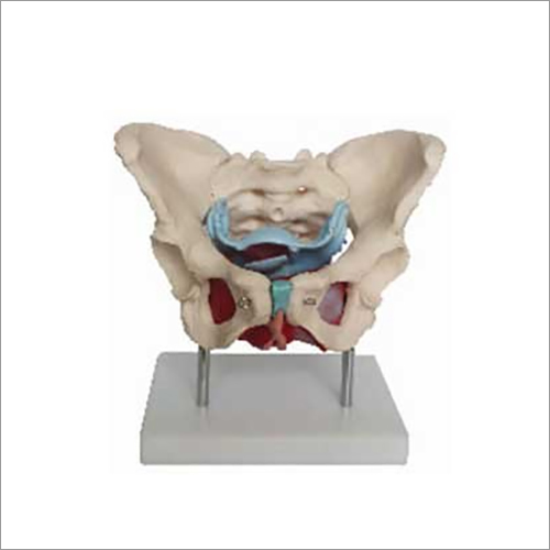 Female Pelvic Muscles and Organs Anatomical Models