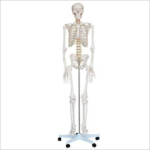 Life Size Human Skeletons On A Pelvic Mounted Stand