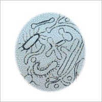 Lactic Acid Bacillus Powder