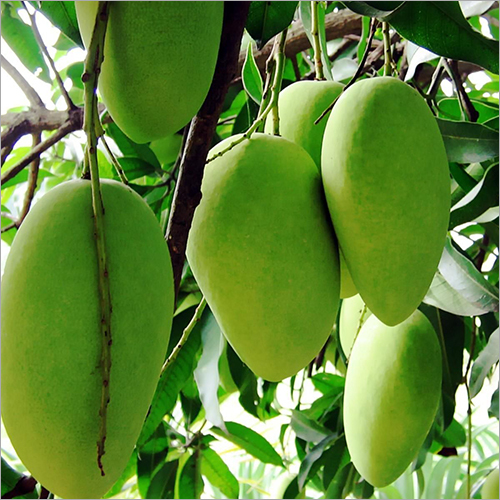 Fresh Green Mango By SSK ENTERPRISES