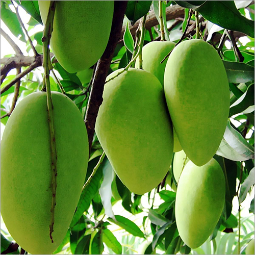 Fresh Green  Mango