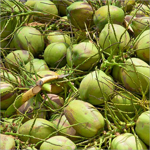 Fresh  Green Coconut
