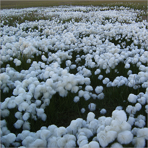 Natural Raw Cotton By SSK ENTERPRISES