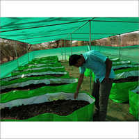 Azolla Bed