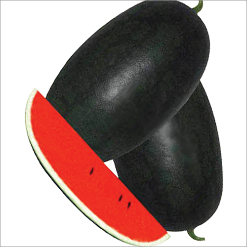 Laxmi-F1 Watermelon Seeds Grade: A