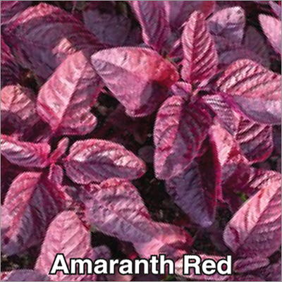 Red Amaranth Seeds