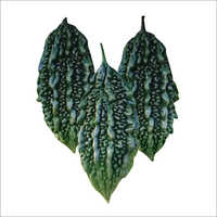 F1 Dada M Bitter Gourd Seeds