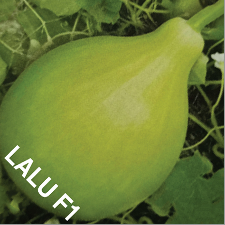 Lalu F1 Bottle Gourd Seeds