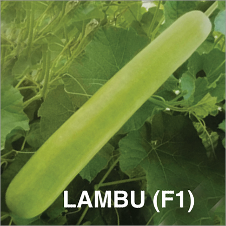 Lambu F1 Bottle Gourd Seeds
