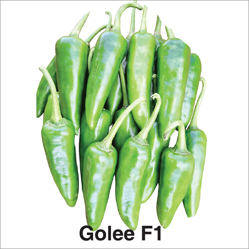 Golee F1 Chilli Seeds
