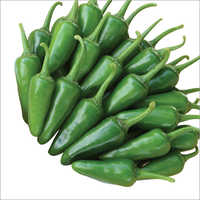 Golee 303 F1 Chilli Seeds