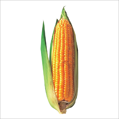 SV 4455 Special Hybrid Corn Seeds