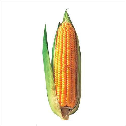 Sv Arjun Hybrid Corn Seeds Grade: A