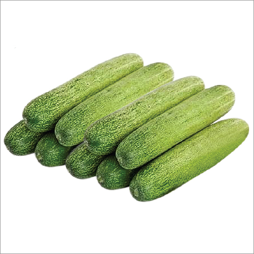 Mallika-F1 Cucumber Seeds