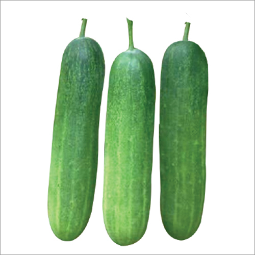 Damini-F1 Cucumber Seeds Grade: A