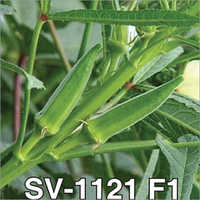 SV-1121 F1 Okra Seeds
