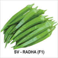 SV-Radha F1 Okra Seeds