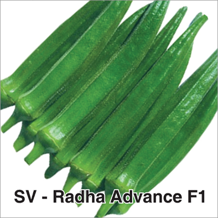 SV-Radha Advance F1 Okra Seeds