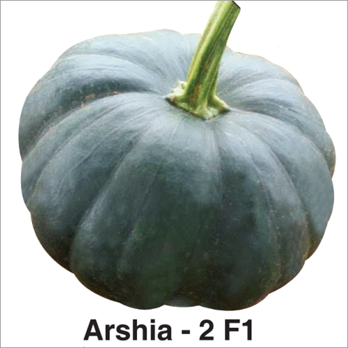 Arshia-2 F1 Pumpkin Seeds