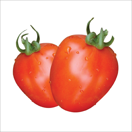 SV Rock F1 Tomato Seeds