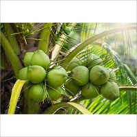 ताजा हरा पानी नारियल
