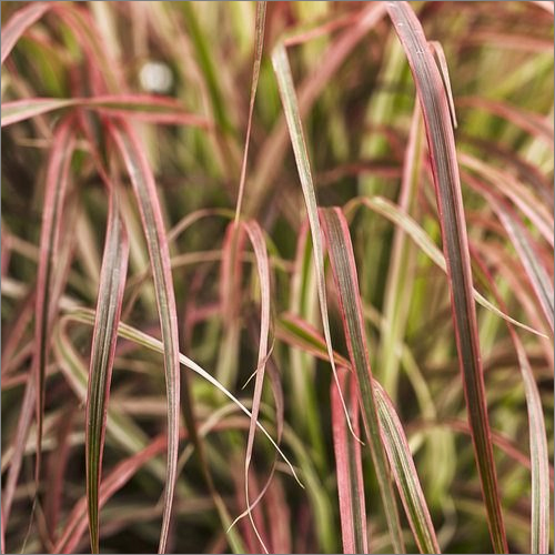 Dry Citronella Grass