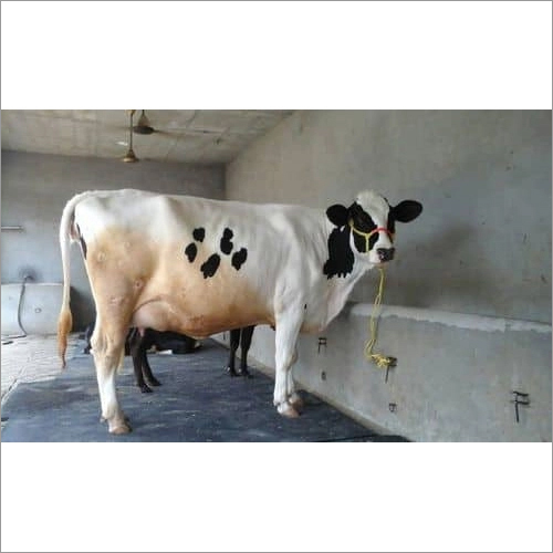 White Pure Hf Cow