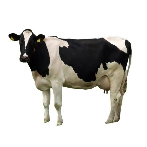 White Indian Hf Cow At Best Price In Karnal Divya Jyoti Dairy Farm