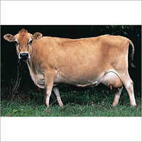 Pure Jersey Cow Gender: Female