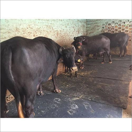 Pure Murrah Buffalo - Adult Female, Black Color | Sturdy Build, Calm Nature, High-Quality Milk Producer