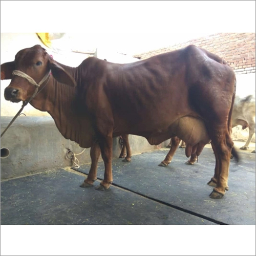 Brown Pure Sahiwal Cow