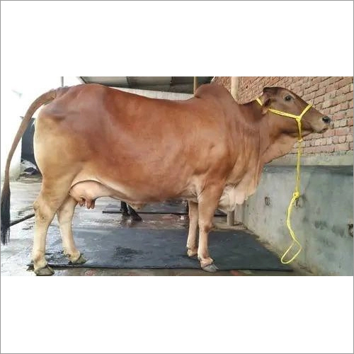 High Yield Brown Sahiwal Cow Gender: Female