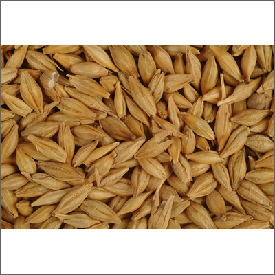 Barley Grain