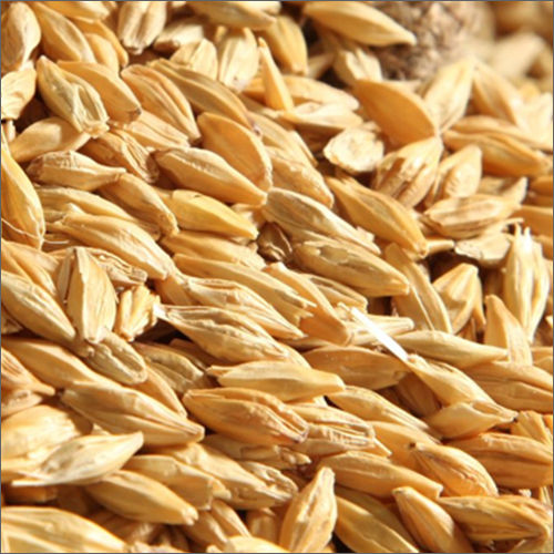 Brown Barley Seed