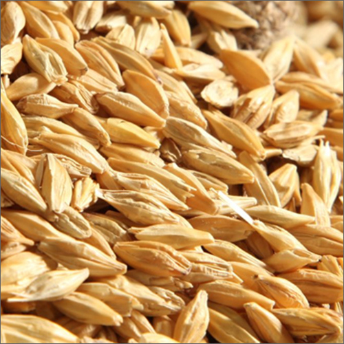 Barley Seed