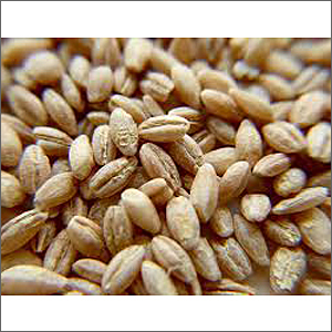 Brown Hulled Barley Seeds