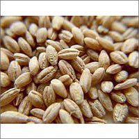 Brown Hulled Barley Seeds