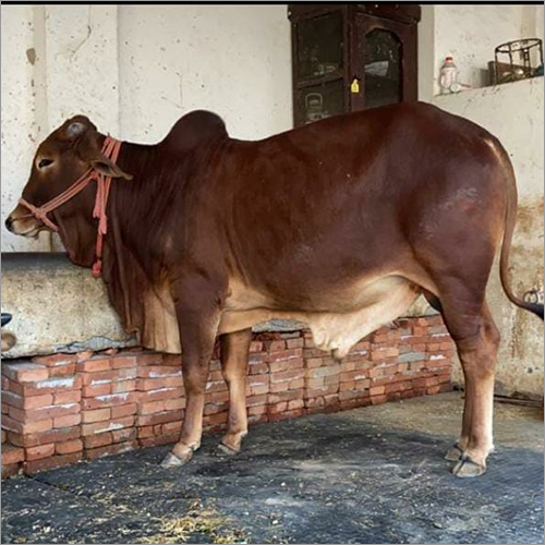 Brown Dairy Sahiwal Bull